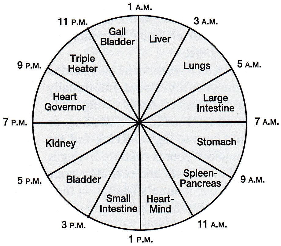 Circadian Rhythm Chart Organs