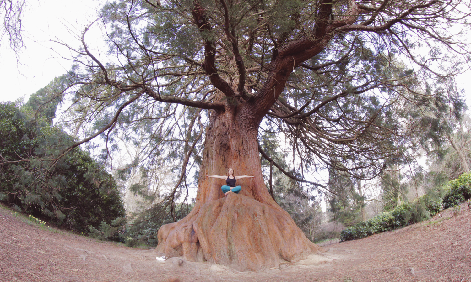 dvdv - on a tree - yoga pose