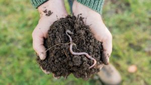 worms soil