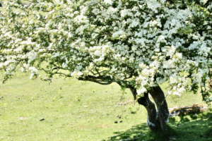 hawthorn blossom